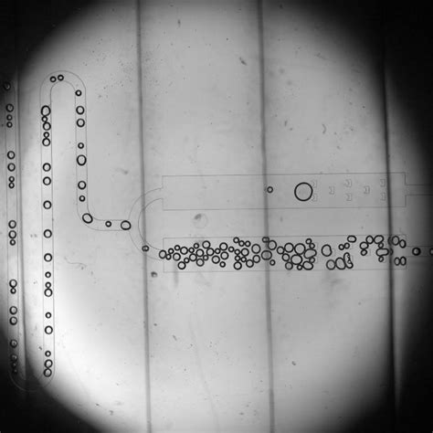 Figure S Optical Images Of Air Bubbles Stabilized By Wt Pd Sio