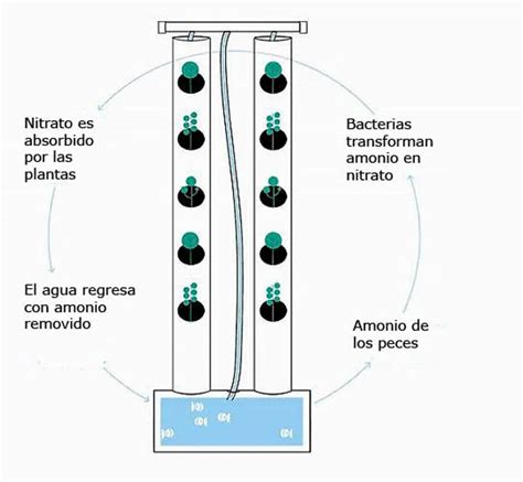 ¿qué Es La Hidroponia Y Cómo Funciona Todo Lo Que Necesitas Saber Wanika