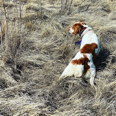 Pointer Training - Utah Bird Dog Training