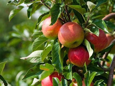 Apple Tree / 19 Best Apple Tree Varieties With A Guide To Flowering ...