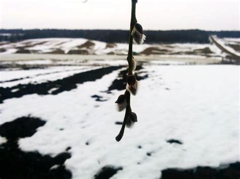 Premium Photo Pussy Willow On Snow Covered Field