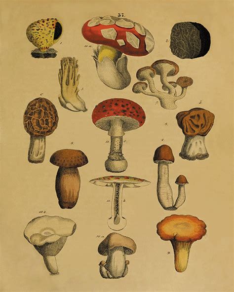 Mushroom Art Print Vintage Botanical Prints Cottage Wall Victorian