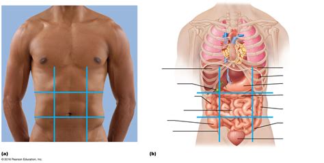 Lab 1 Abdominopelvic Regions Diagram Quizlet