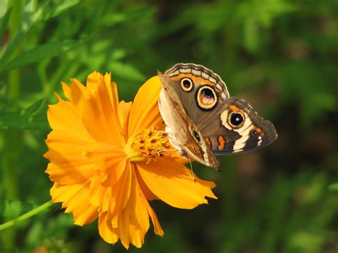 Buckeye On Cosmos Bright Lights Amy Woodward Flickr