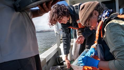 Veteran Trawls The Delta Dives Deep Into Fisheries Careers With Ccc