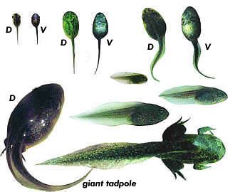 Tadpole of Common spadefoot