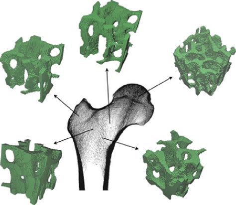 Five Representative Volume Elements Rve Obtained Using A Digital