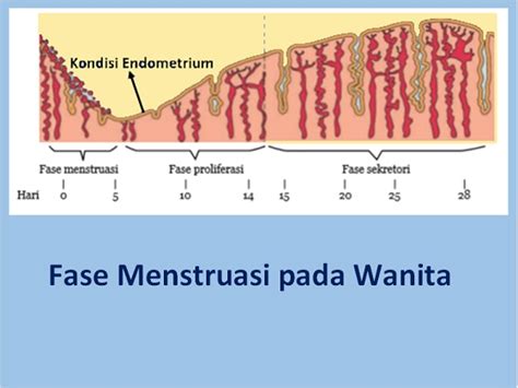 Definisi Dan Fase Siklus Haid Pada Wanita Ipa Mts