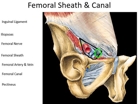 Femoral Sheath Diagram | Quizlet