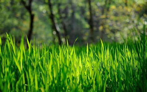 Download Nature Grass HD Wallpaper