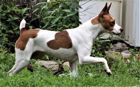 Seegmiller Standard Rat Terriers Female Rat Terriers