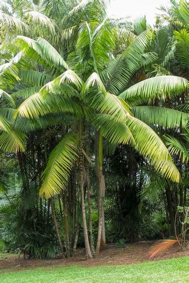 Euterpe oleracea – Açaí Palm – Buy seeds at rarepalmseeds.com