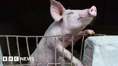 African Swine Fever Fears Rise As Virus Spreads To Indonesia