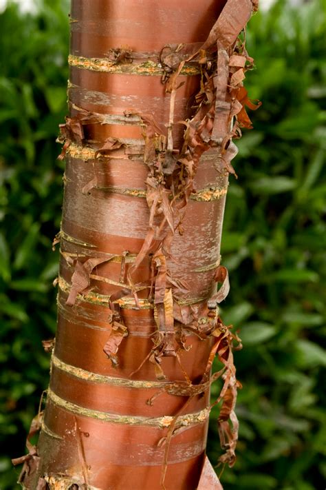 Paperbark Cherry Monrovia Paperbark Cherry Monrovia Plants Plant