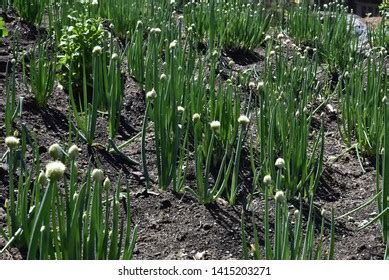 Scallion Flowersscallion Organic Farm Nepalgreen Spring Stock Photo ...