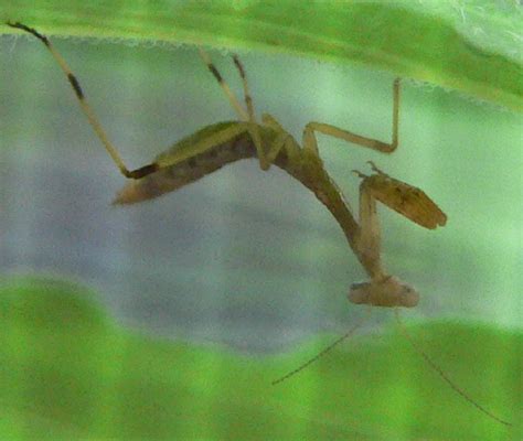 Carolina Mantis Nymph Stagmomantis Carolina Bugguidenet