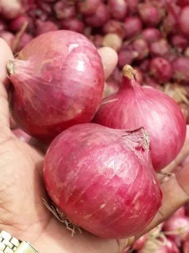 A Grade Maharashtra Fresh Onion Packaging Size Kg Onion Size