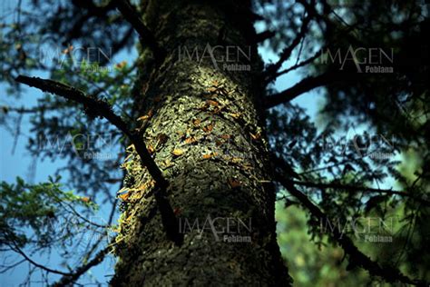 Abre santuario de la mariposa monarca en Michoacán