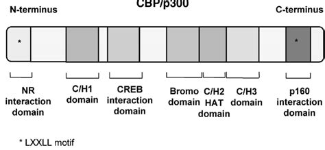 Schematic Representation Of The Functional Domains Of Cbp P