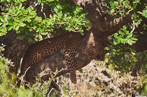 Leopard Sleeping on a Tree