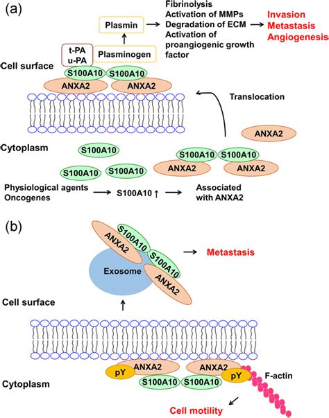 Multiple Functions Of S A An Important Cancer Promoter Saiki