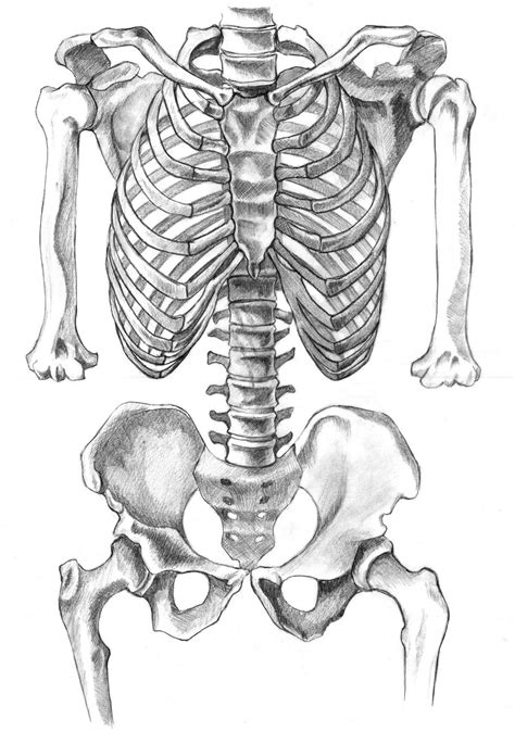 Macro Structures Of The Ske Letal System Diagram Skeletal Sy