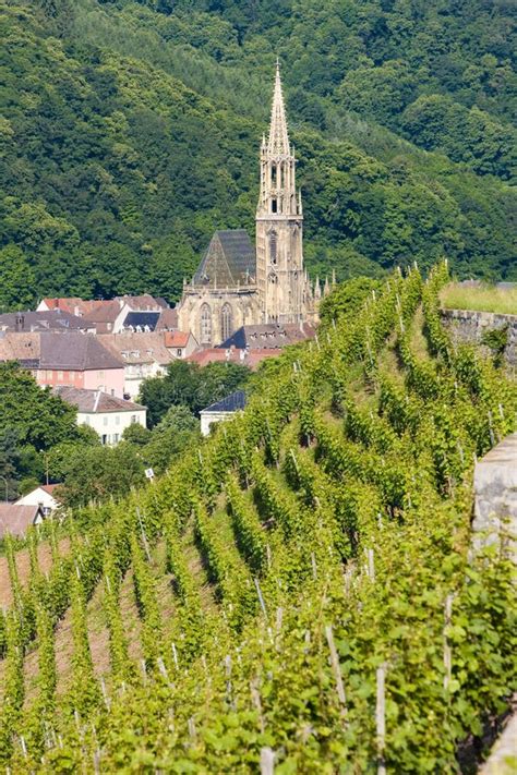 grand cru vineyard thann alsace france stock image image