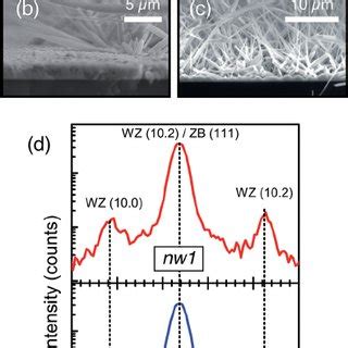 A SEM Image Of Au Catalysed GaAs Mg Nanowires Grown On Si 111 B