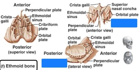 Ethmoid Zygomatic Bone Maxilla Palatine Mandible Bone Flashcards