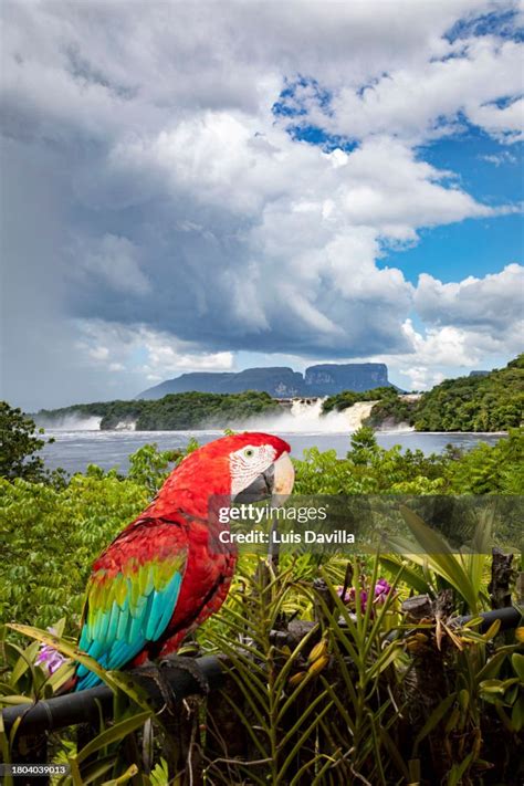 Campamento Canaima Lodge In Canaima Lagoon Canaima National Park ...