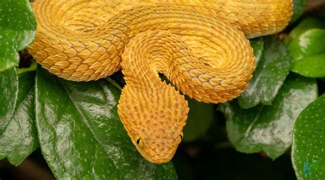 TOP 20 Most Venomous Snakes Ranked By Venom - Known Pets