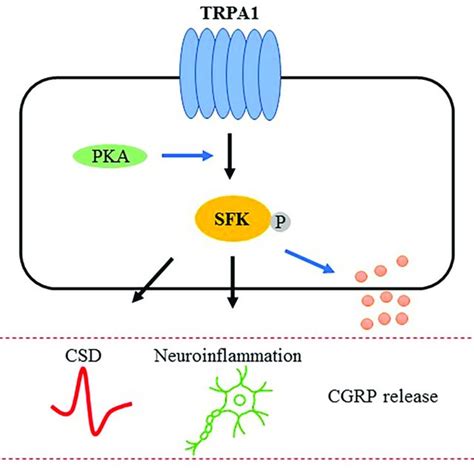 Schematic Representation Of The Proposed Trpa1 Sfks Signaling Mediated