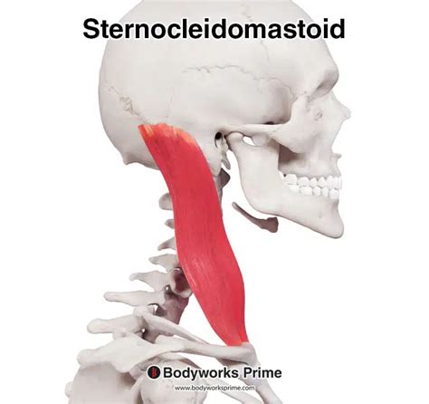 Sternocleidomastoid Origin And Insertion