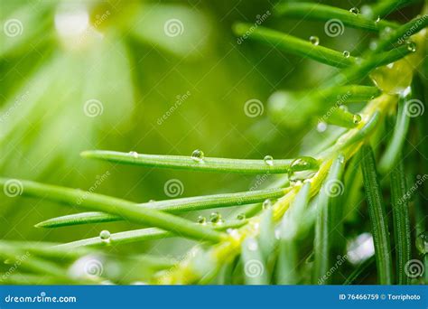 Pine tree with morning dew stock image. Image of conifer - 76466759