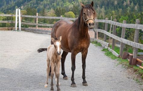 What Is A Baby Horse Called