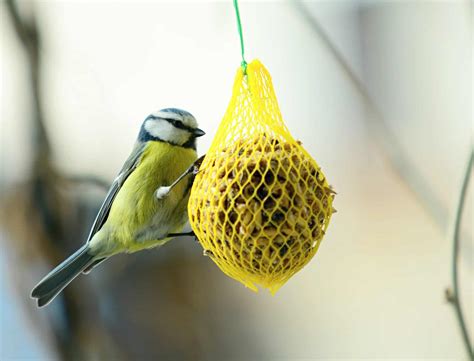 9 Seasonal Bird Feeding Mistakes Everyone Makes (and How to Avoid Them)