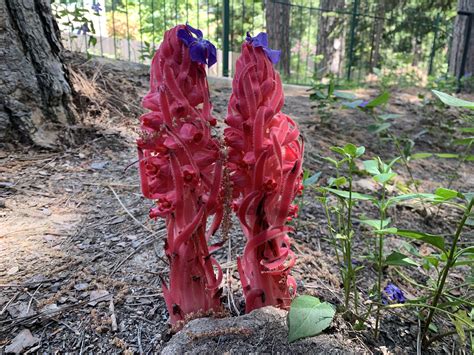Snow plant grew in my front yard. Has no chlorophyll and feeds off