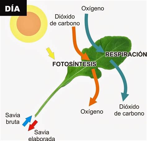 Que relación existe entre savia bruta y savia elaborada Ayuda plis