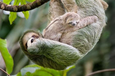 50 Sloth Facts To Prove That They're More Than Just Slow | Facts.net