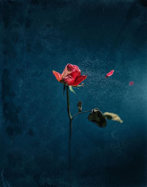 verlaten bnnvara tiepes