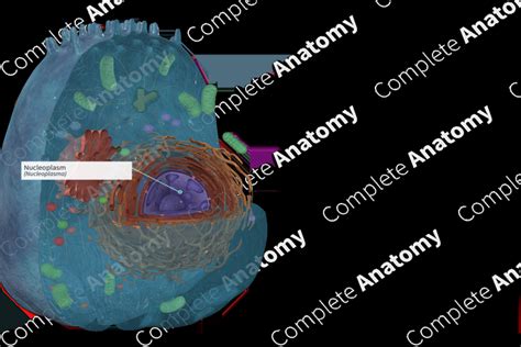 Nucleoplasm | Complete Anatomy