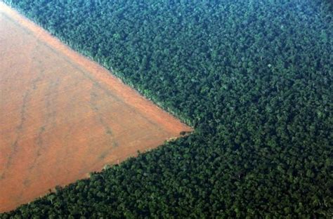 Amazon Rainforest Deforestation