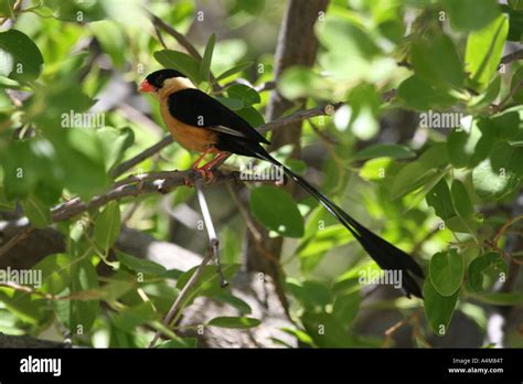 Bird Long Tail Hi Res Stock Photography And Images Alamy