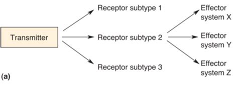 Lesson Neurotransmitter Systems Flashcards Quizlet