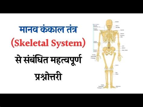 Human Skeleton System MCQ Ghatna Chakra Lucent YouTube