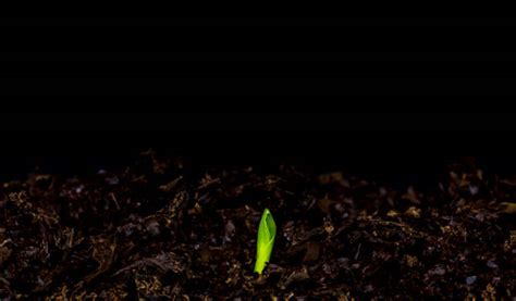 20+ Germination Time Lapse Wheat Stock Photos, Pictures & Royalty-Free ...