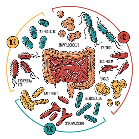 Good Gut Bacteria stock vectors - iStock