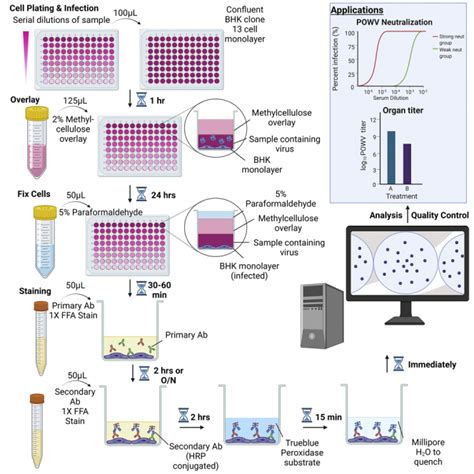 Titration And Neutralizing Antibody Quantification By Focus Forming Assay For Powassan Virus