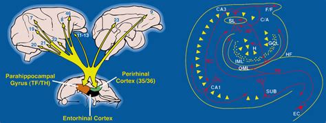 Parahippocampal Gyrus