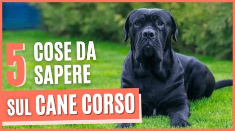 Cane Corso Ecco Cosa Devi Sapere Prima Di Prendere Un Corso Pro E